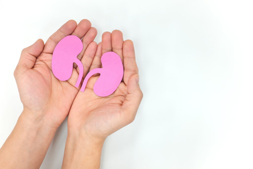 Human hands holding a healthy pair of kidneys in white backgroun