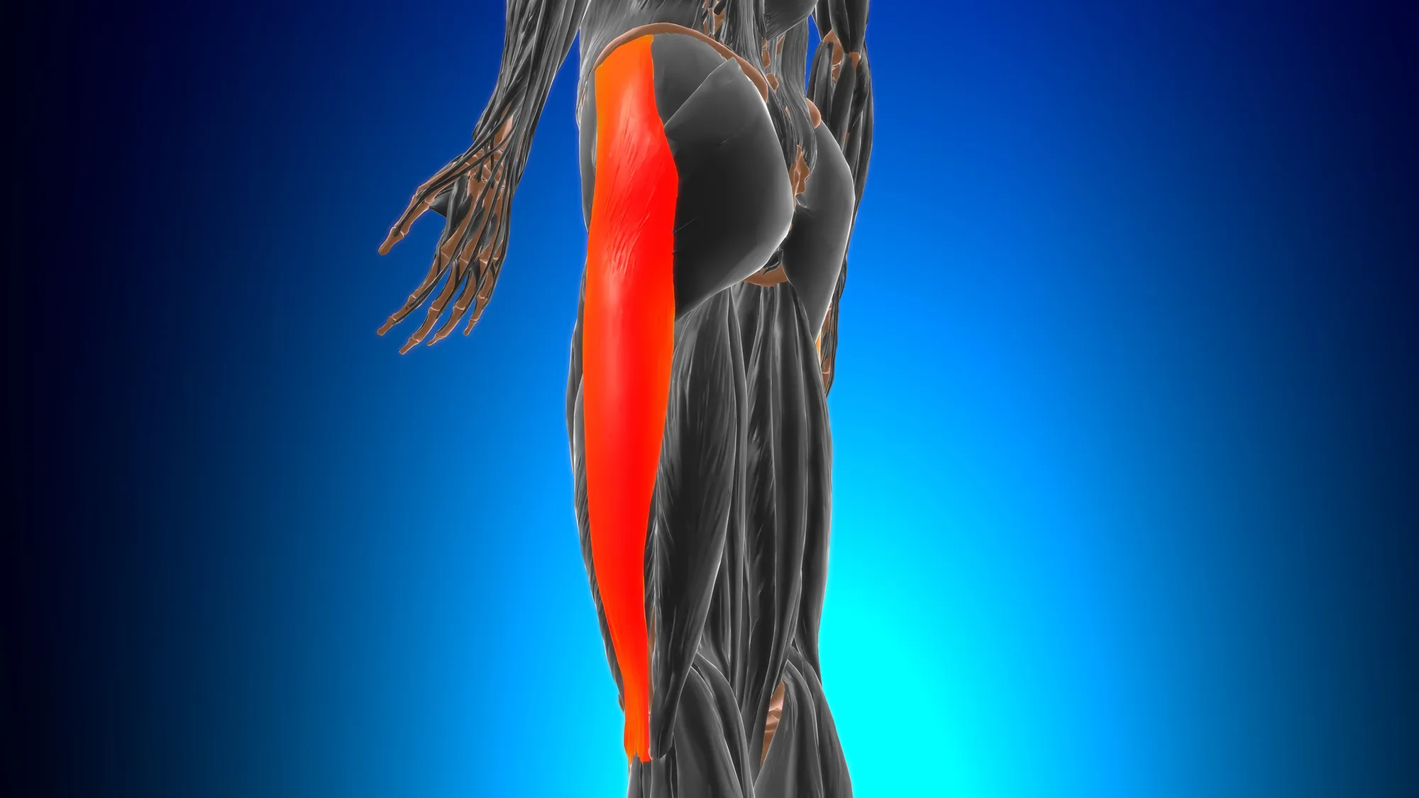 Iliotibial tract or band Anatomy For Medical Concept 3D