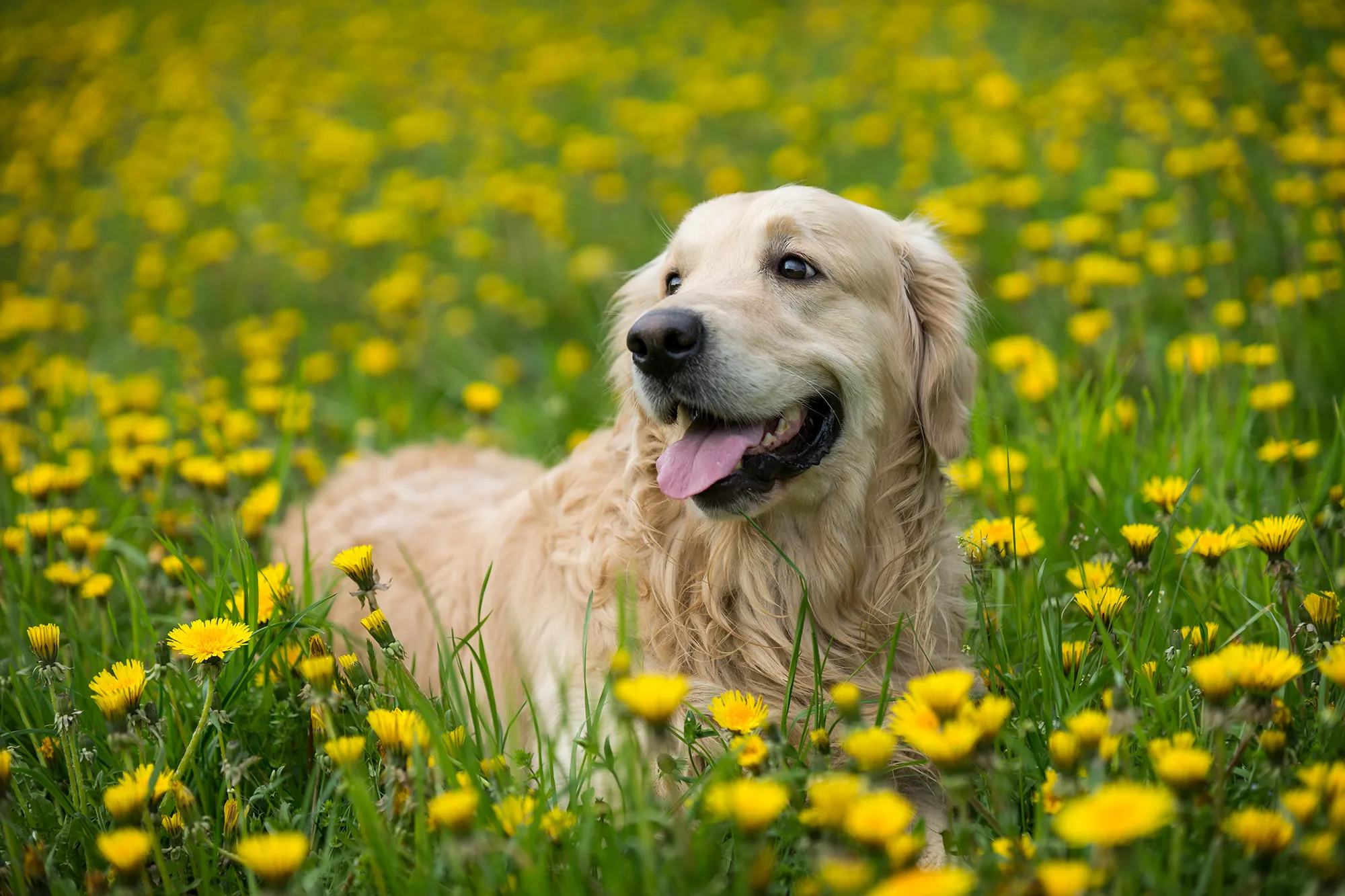 Golden retriever, Happy dog
