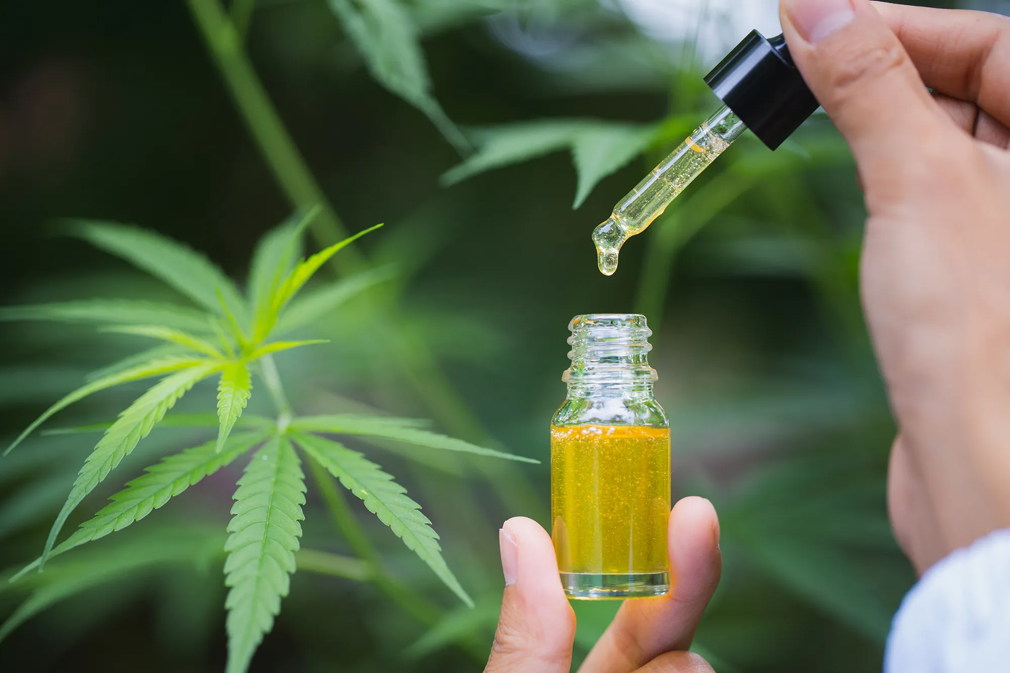 cbd hemp oil, doctor hand hold and offer to patient medical marijuana and oil., legal light drugs prescribe, alternative remedy or medication,medicine concept
