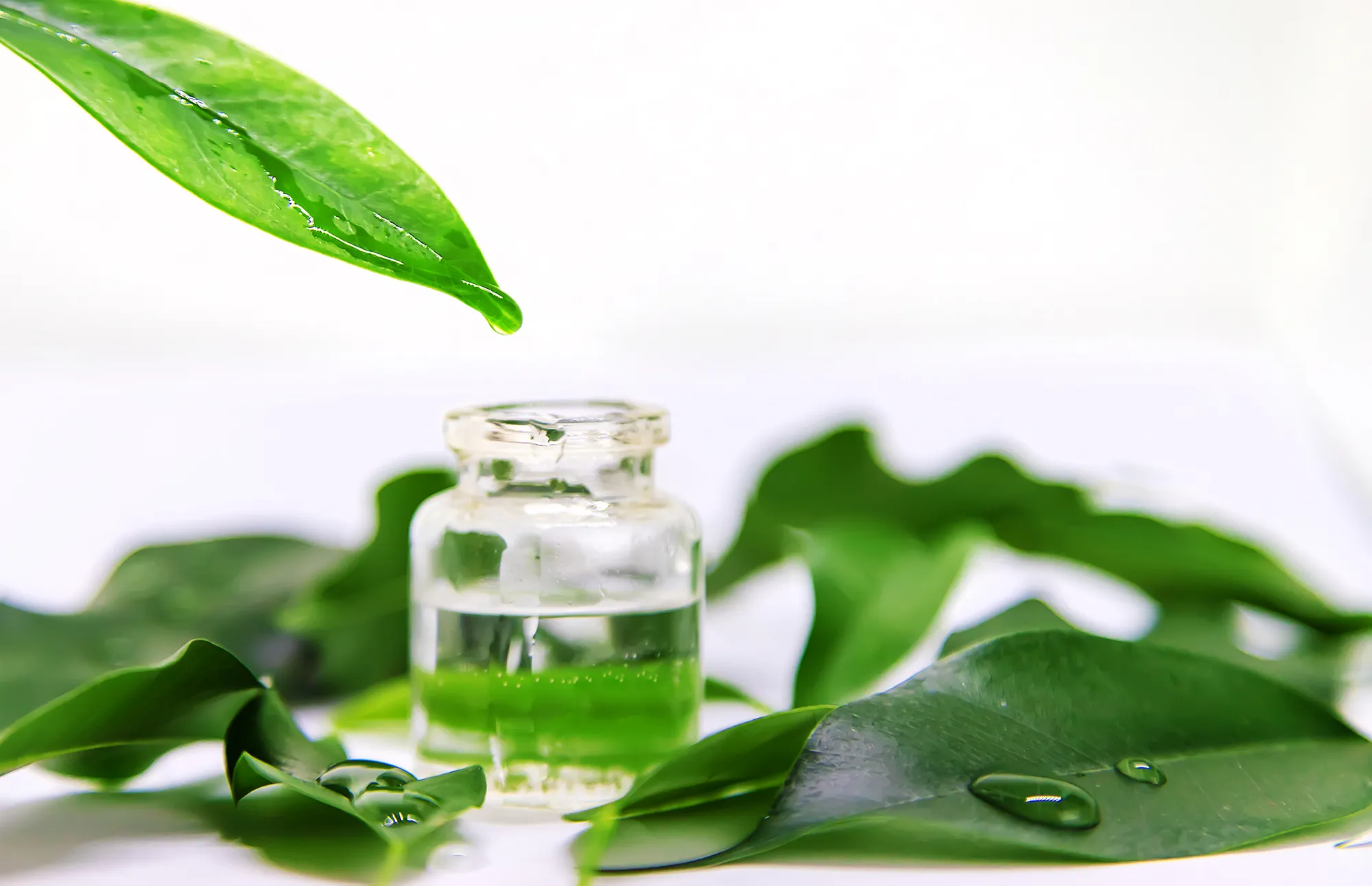 tea tree oil in a small bottle. Selective focus.
