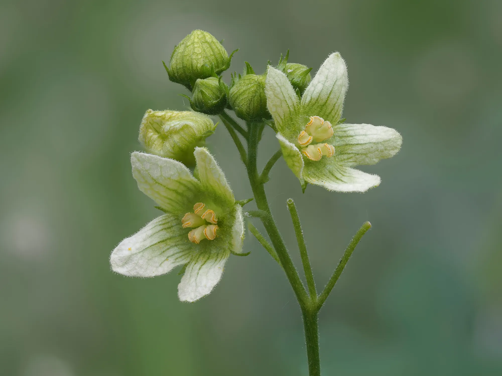 Zaunrüben (Bryonia)
